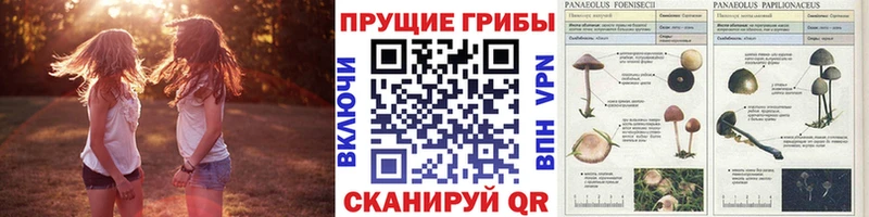 цены наркотик  Петрозаводск  Галлюциногенные грибы мицелий 